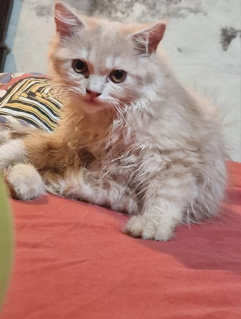 Male and female persian cats for sale age 6 months to 1 year 3