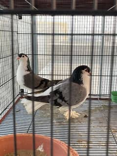 German Sherazi Pigeon Blue Bar Confirmed Breeder Pair