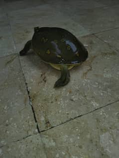 A beautiful turtle for sale