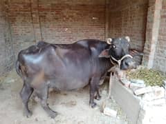 Buffalo For Sale Urgent