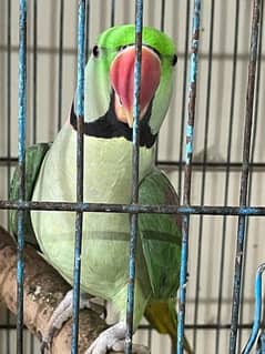 Green Pahari Parrot 0