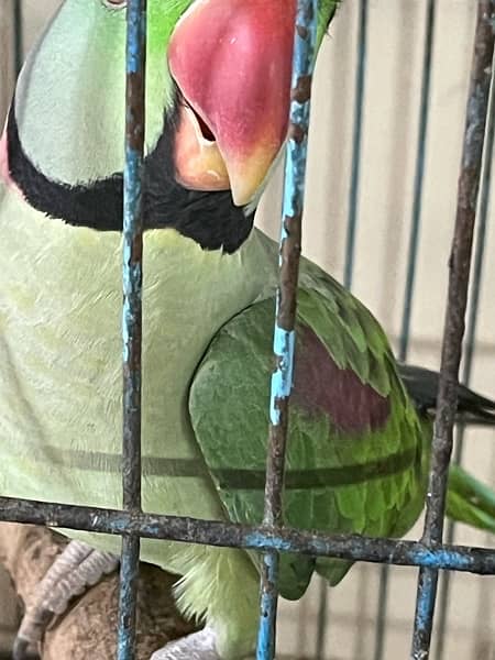 Green Pahari Parrot 4