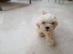 Shih Tzu Pair for sale