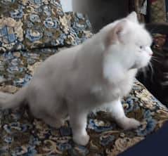 Persian cat male 3ple cot