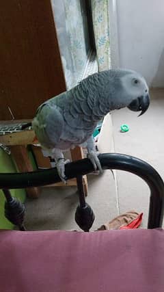 AFRICAN GREY TALKING PARROT FOR SALE