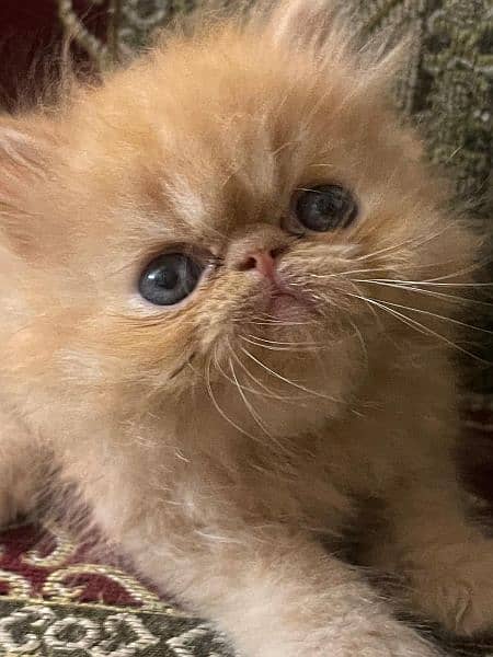 peke kitten female and male available 1