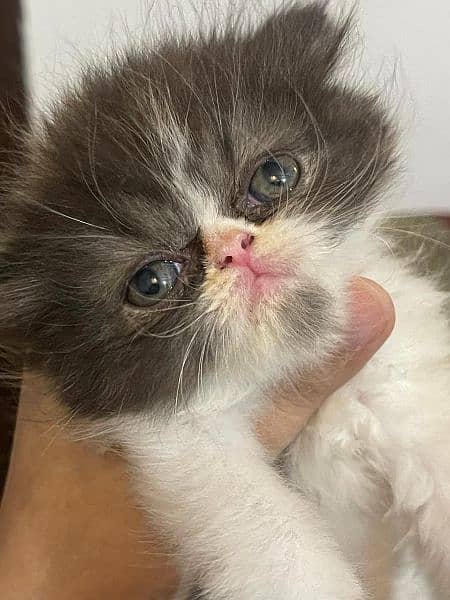 peke kitten female and male available 2