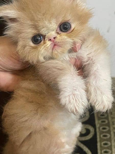 peke kitten female and male available 4