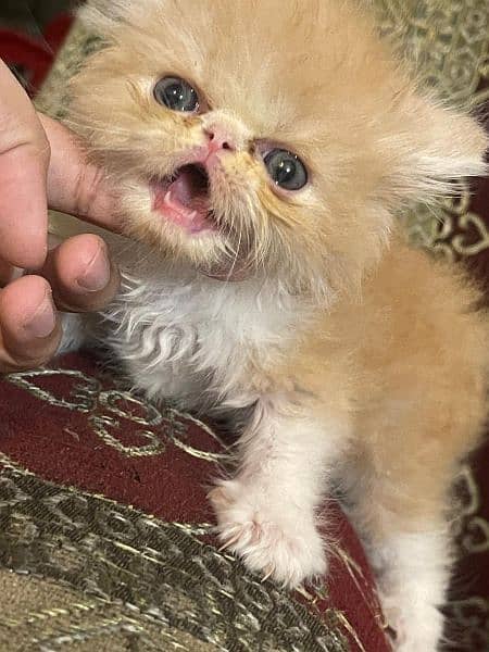 peke kitten female and male available 6