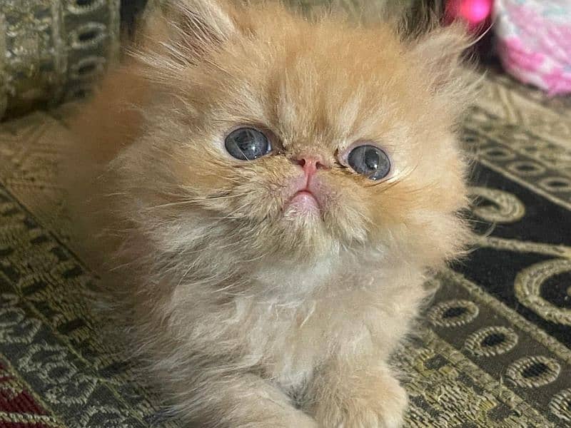 peke kitten female and male available 10