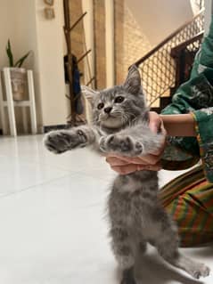 Persian Kitten for Sale