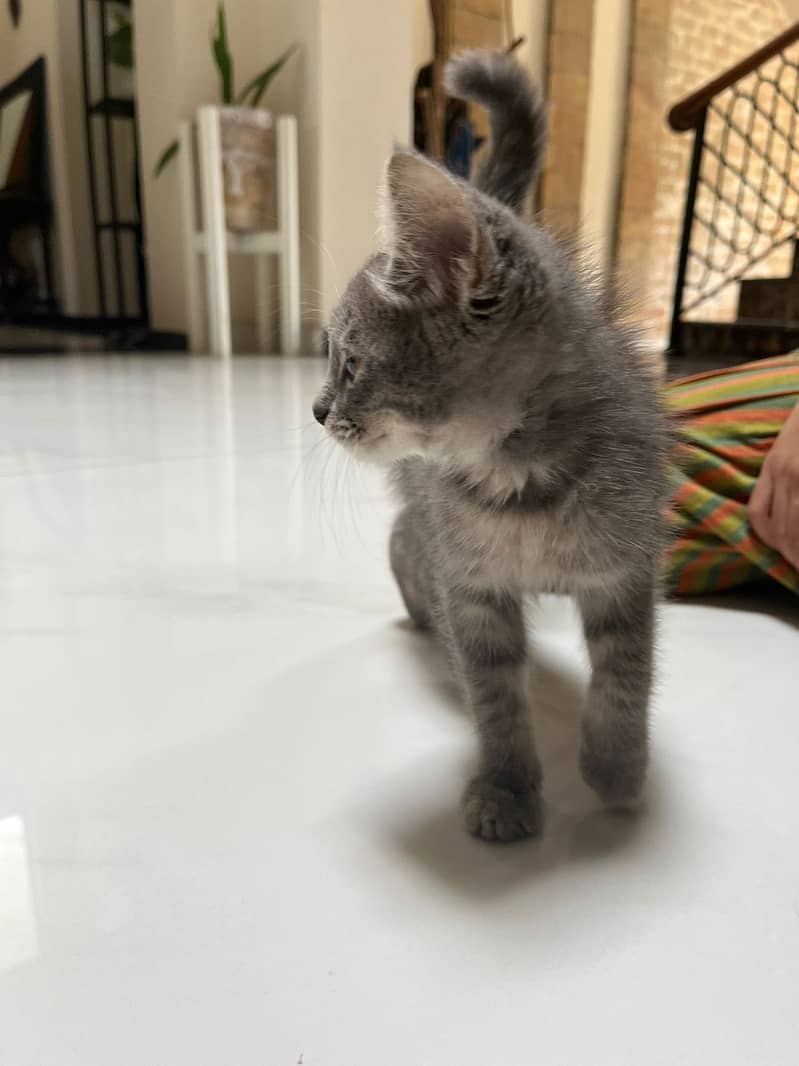 Persian Kitten for Sale 1