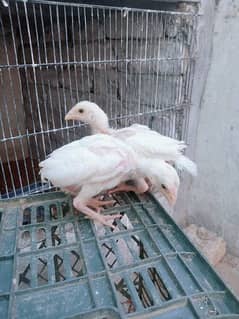 Heera aseel chicks BIG SALE