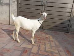 Healthy Boer Goat for Sale