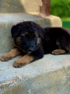 German Shepard female puppy