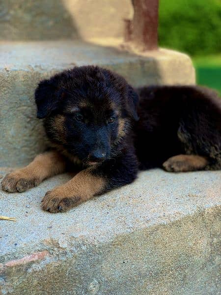 German Shepard female puppy 0