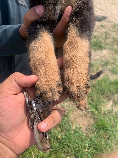 German Shepard female puppy 1