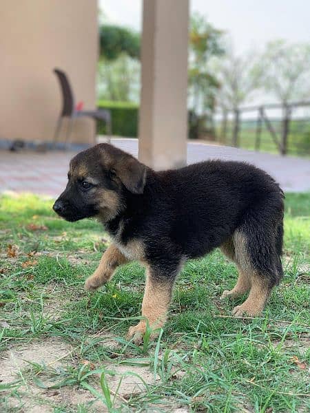 German Shepard female puppy 2