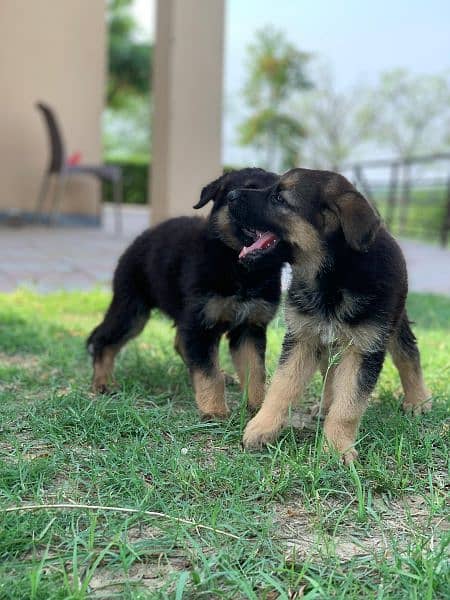 German Shepard female puppy 3