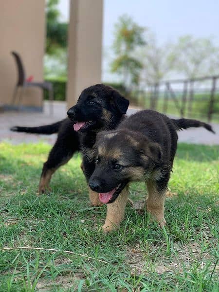 German Shepard female puppy 4