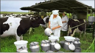 Dairy farm worker