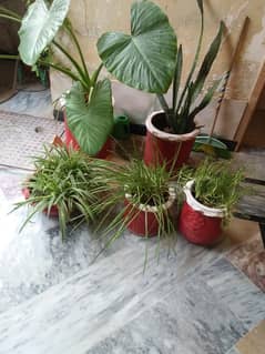 Five Assorted Plants & One Money Plant with Clay Pots