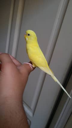 Hand tame red eye split budgie parrot | hand tame Australian parrot