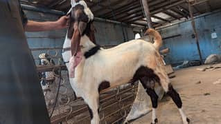 Kamori King Breeder Bakra 0