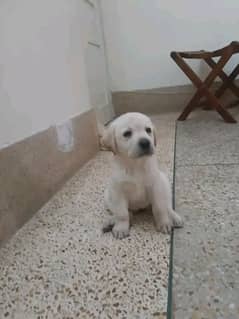 pedigree Labrador Show class puppy  03014615555