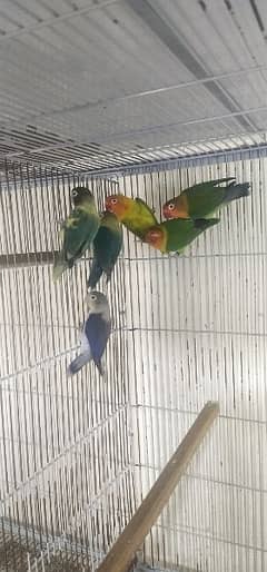 love birds mix colors