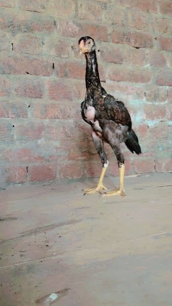 king O shamo chicks for sale 3