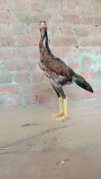 king O shamo chicks for sale 5