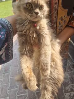 Persian Female Cat