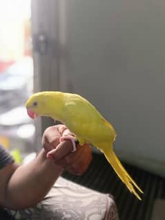 yellow ringneck  talking parrot