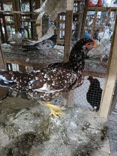 hen for sale