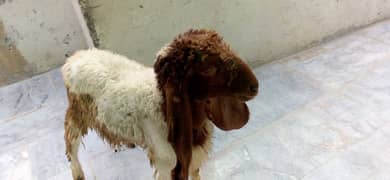 goat male sale