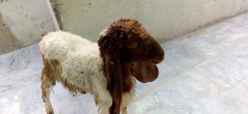 goat male sale 0