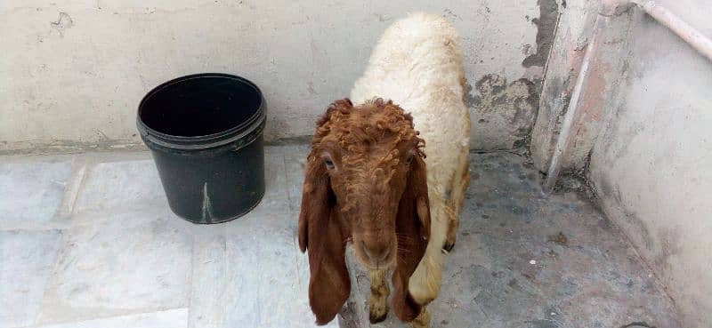 goat male sale 2