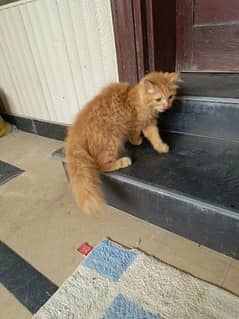 Persian Brown KItten