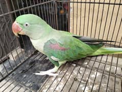 Raw Parrot for sale 0