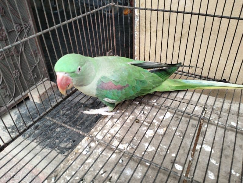 Raw Parrot for sale 2