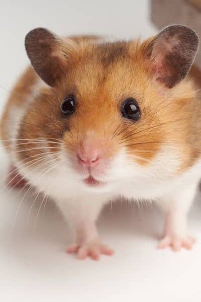 Hamster For Sale 1