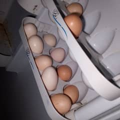 organic chicken eggs available