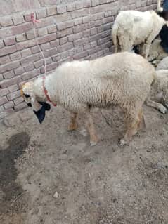 Sheep KAJLI