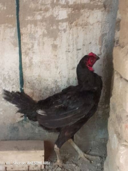 Aseel Mianwali Black murgi 9