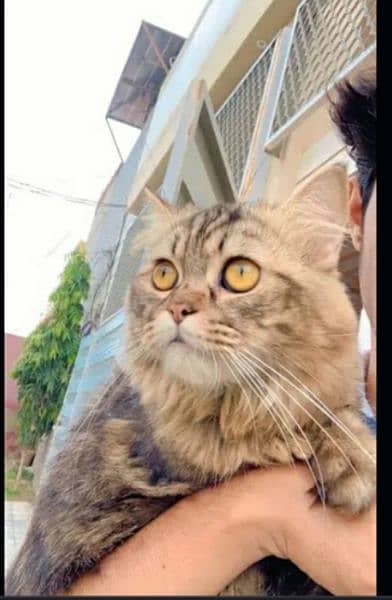 female cat with two kittens 3