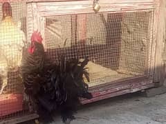 Beautiful silkie astralob