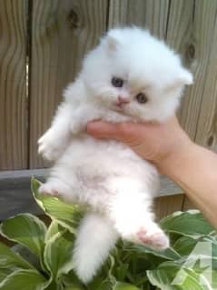 Cute white Persian Kitten Male Triple Coated