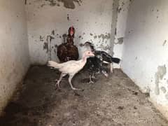 Bengum Madi with chicks