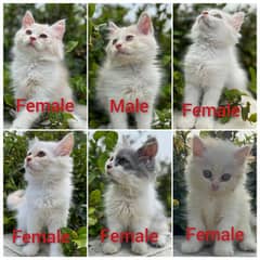 Persian kittens Available